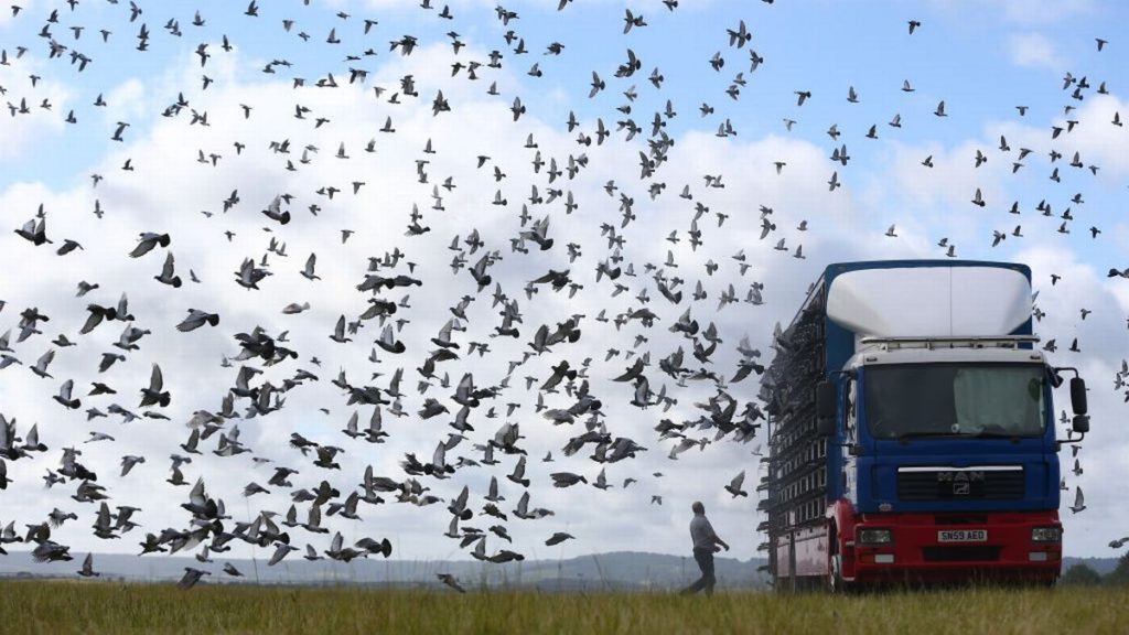 Belgian Racing Pigeons