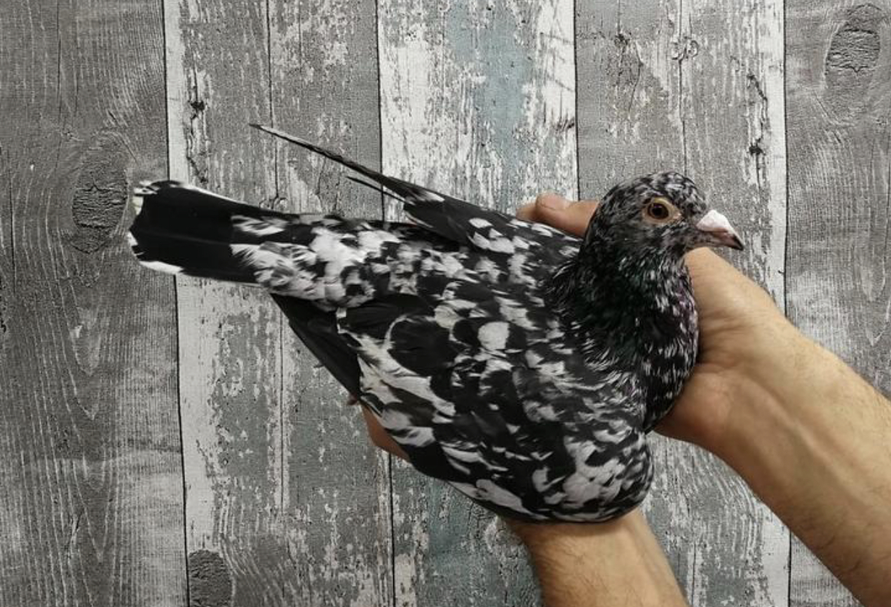 Qualmond Pigeon Color Genetic