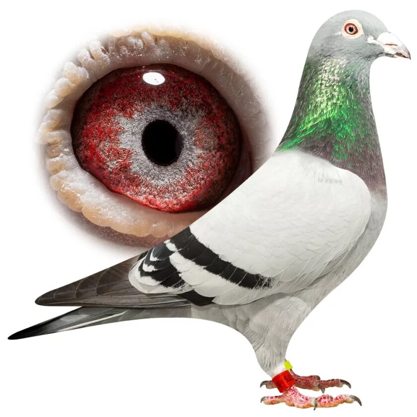 Team GPS from Elshout wins 1. National Sens against 7,101 pigeons with ...