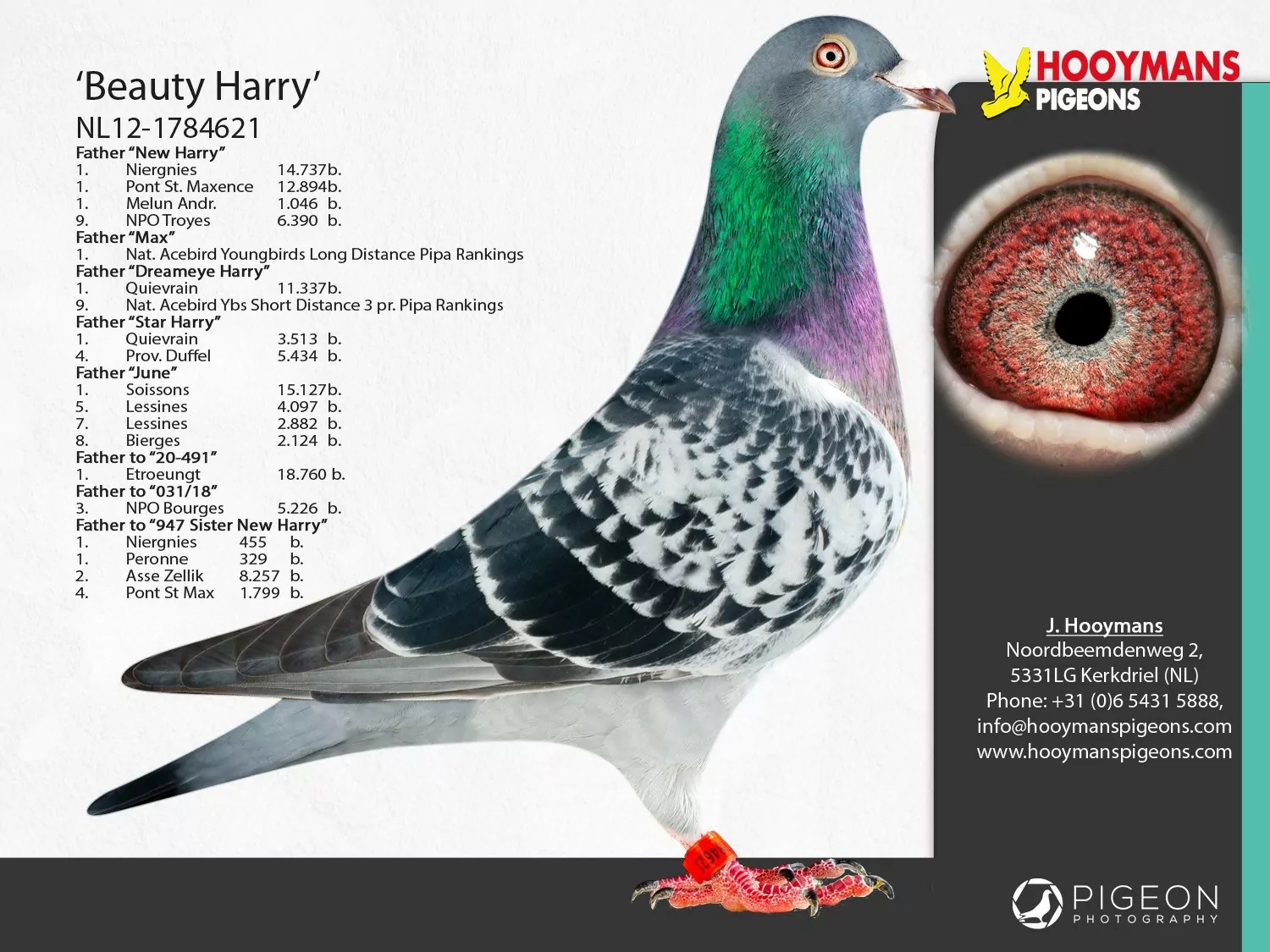Beauty-Harry-NEW NL20-1609788