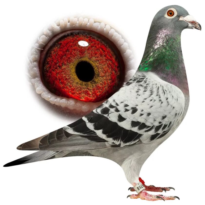 Eijerkamp Proven as The Best Pigeon in Dubai OLR Final against 972 ...