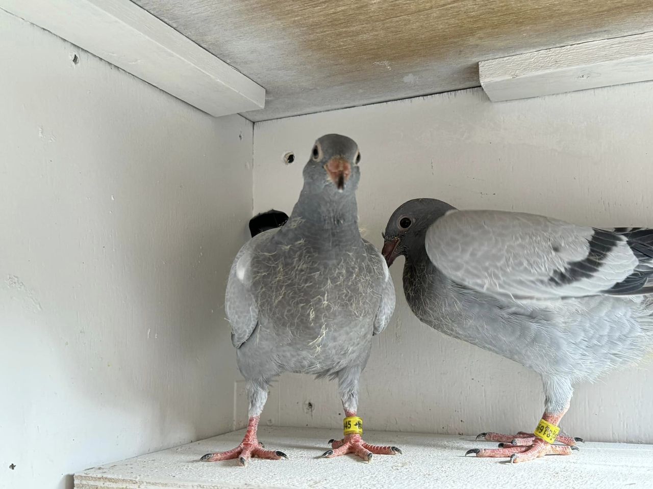 2 young Racing Pigeons